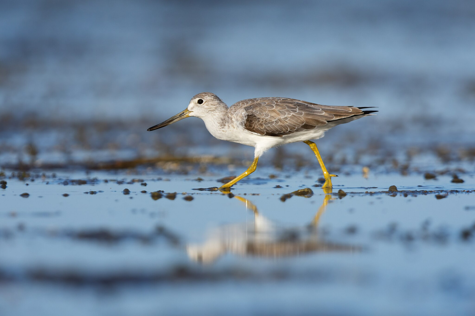 image Nordmann's Greenshank